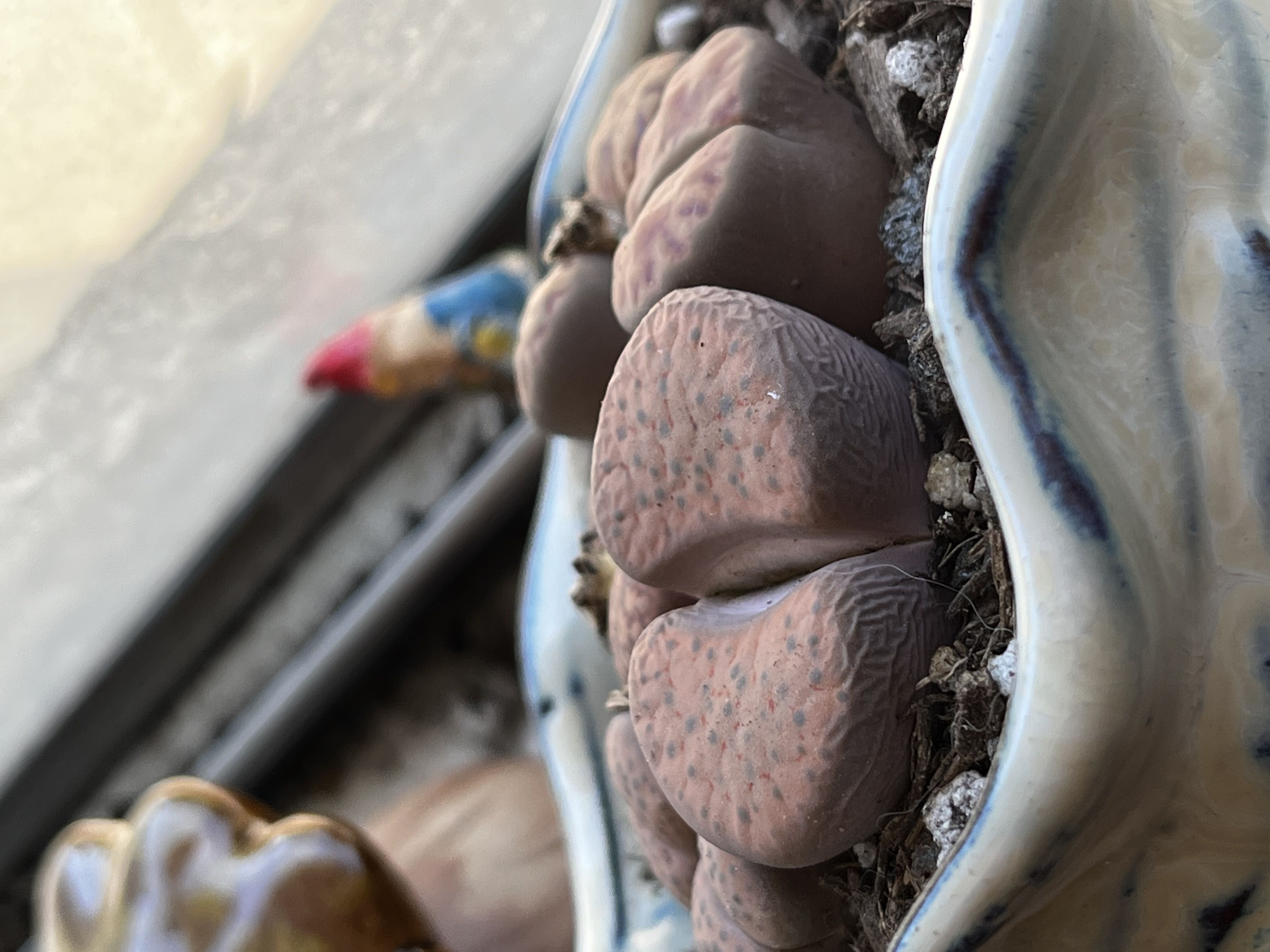 Photo from the post