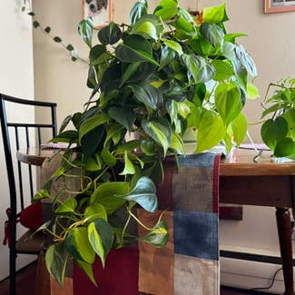 Philodendron Brasil plant in Fort Collins, Colorado