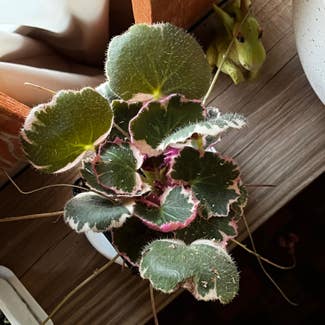 strawberry begonia varigated plant in Fort Collins, Colorado