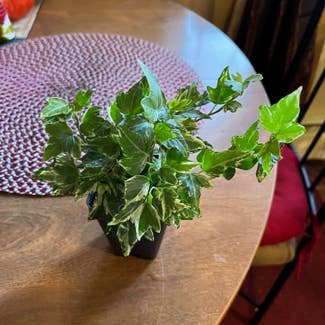 English Ivy plant in Fort Collins, Colorado