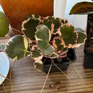 strawberry begonia varigated plant in Fort Collins, Colorado