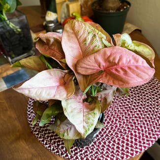 Pink Syngonium plant in Fort Collins, Colorado