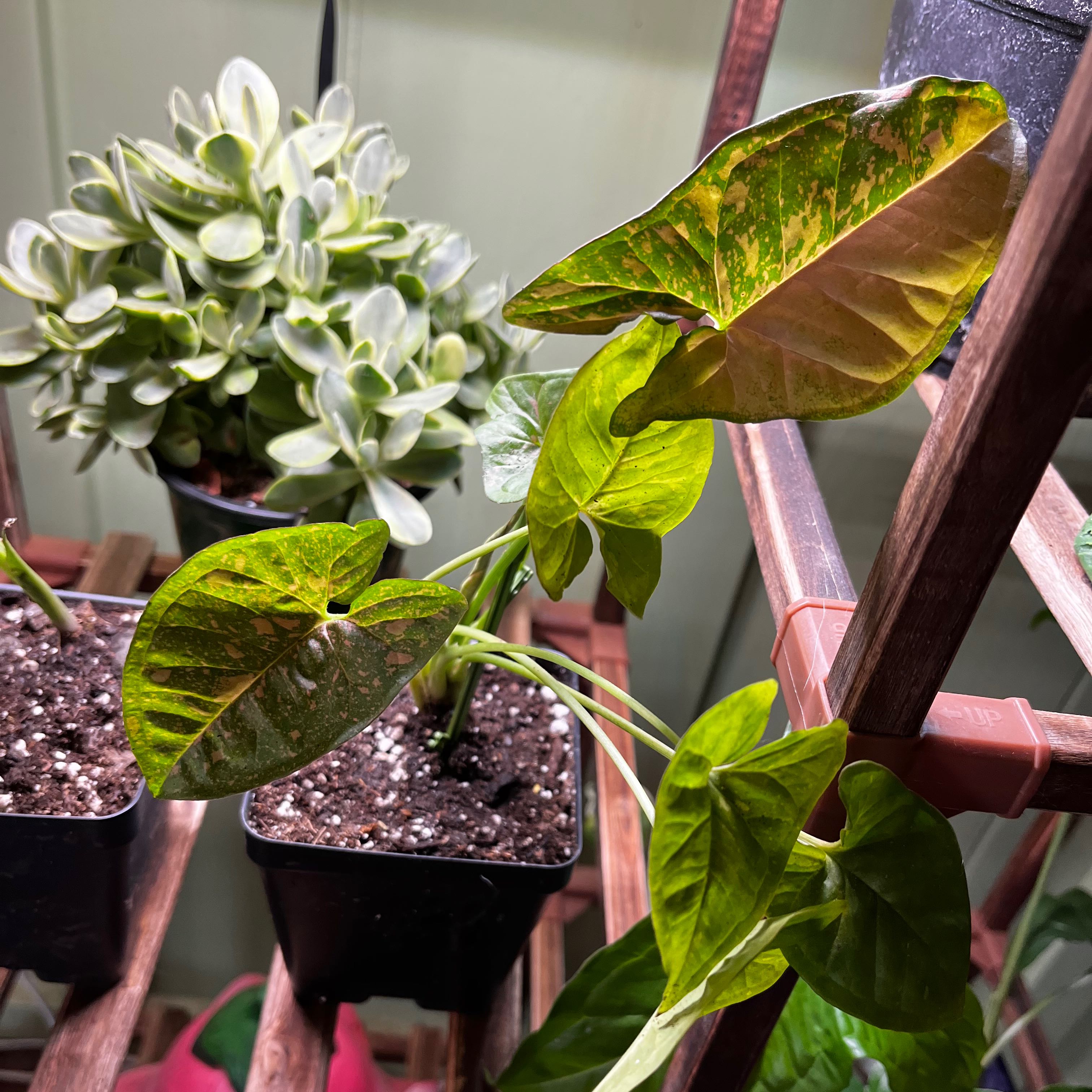 Confetti Syngonium plant with variegated leaves, some showing yellowing and browning, potted on a wooden shelf.