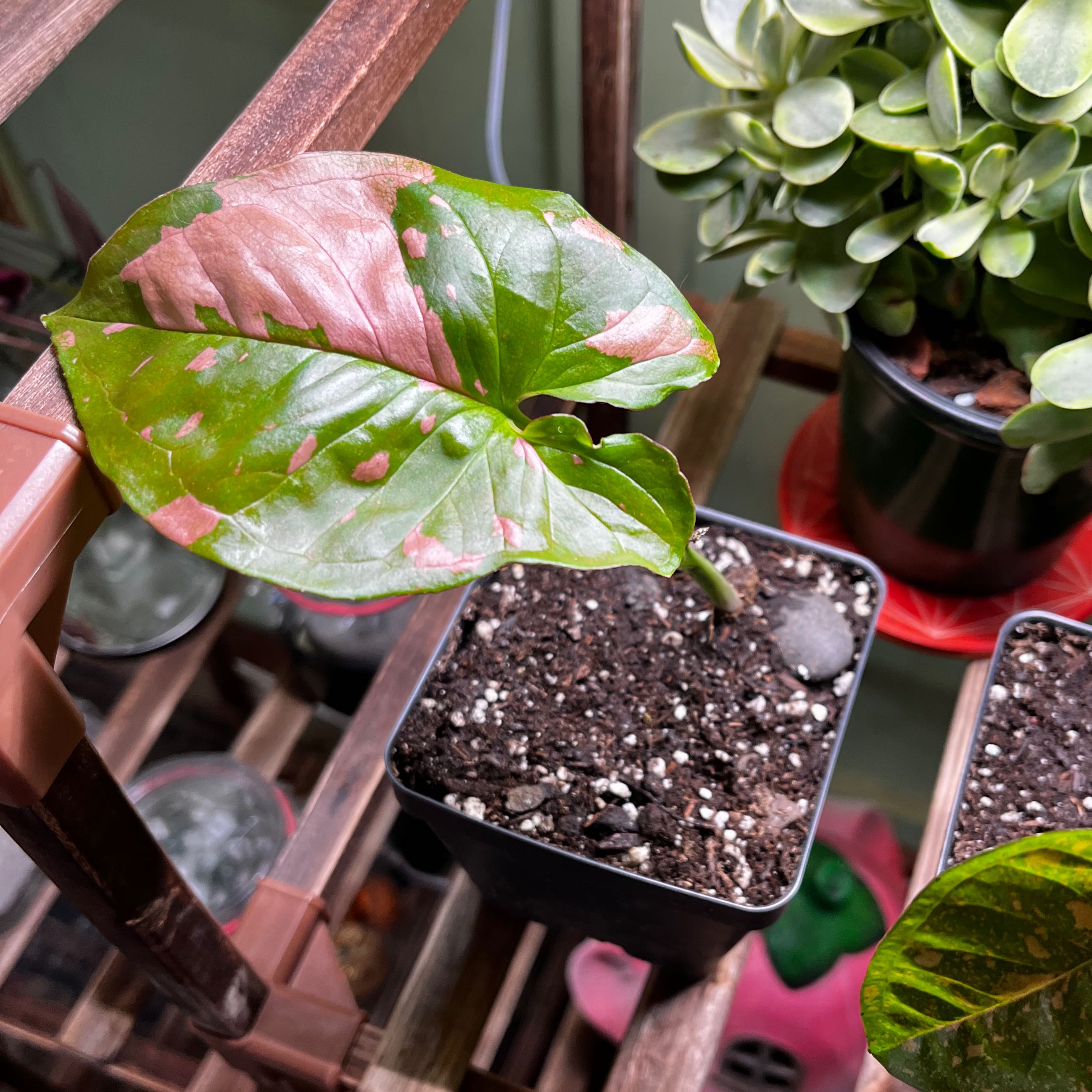 Confetti Syngonium plant in a small pot with visible soil and pink variegated leaves.