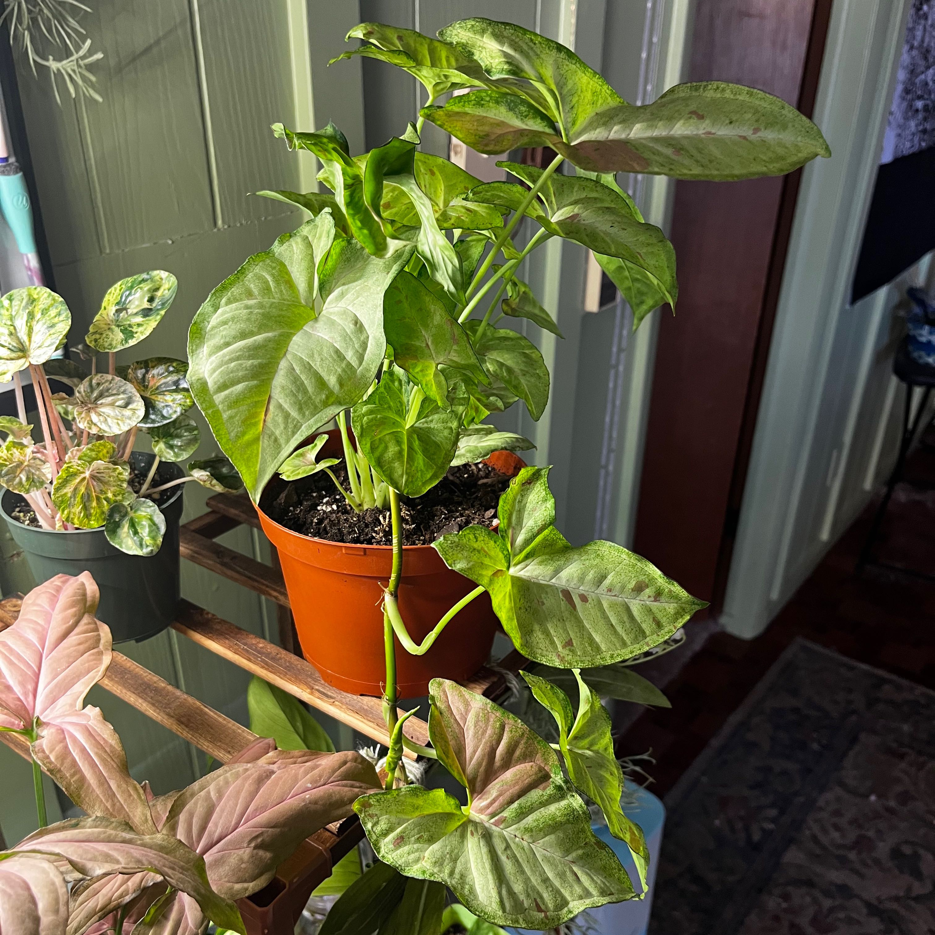 Confetti Syngonium plant in a pot with healthy green leaves, visible soil, and no signs of disease.