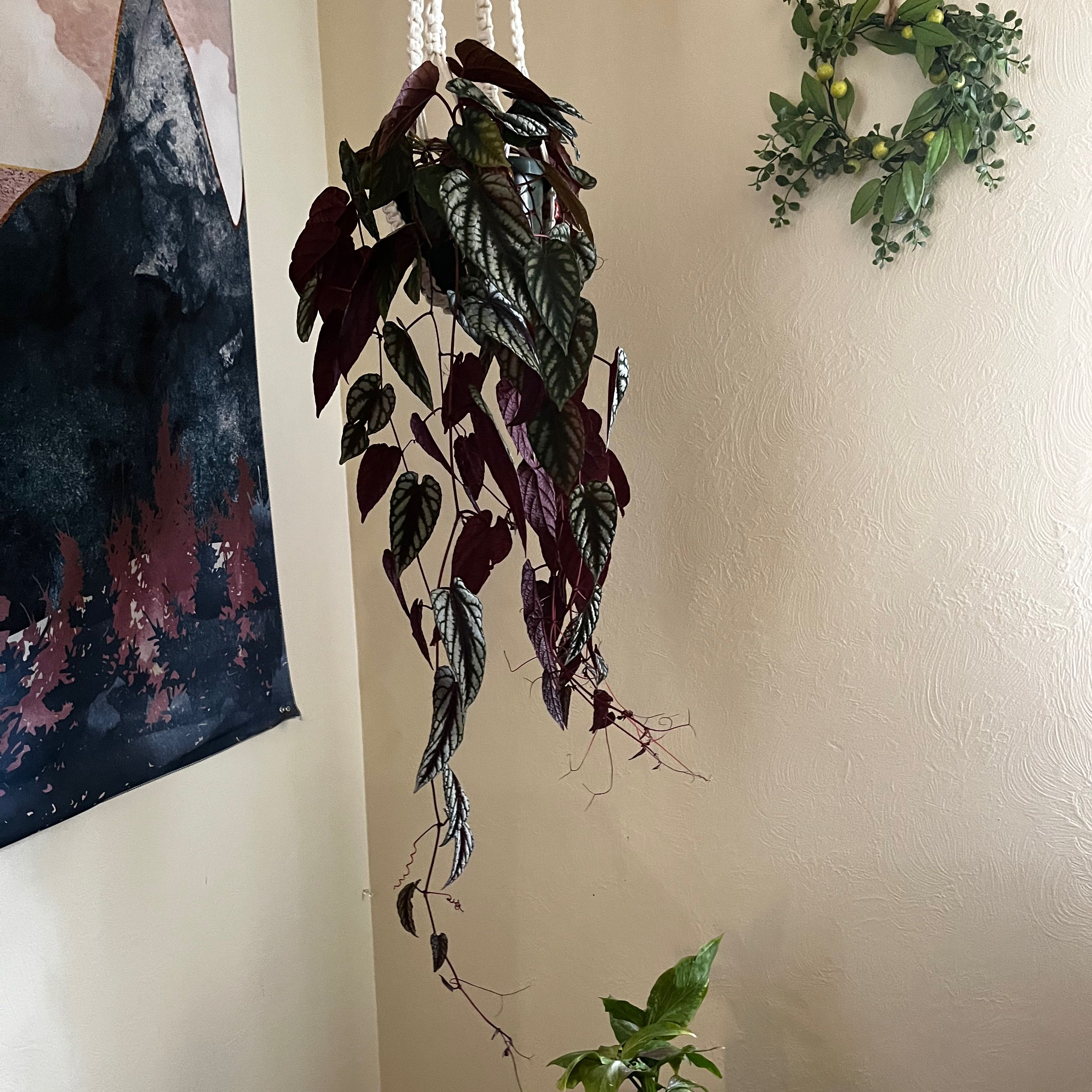 Merida