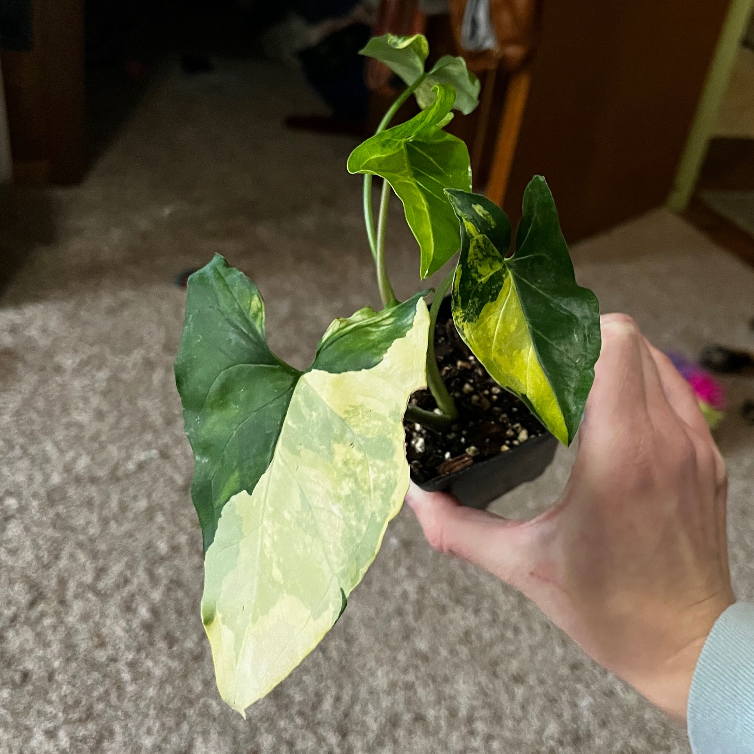 Syngonium aurea plant with variegated leaves, some yellowing and browning, held by a hand.