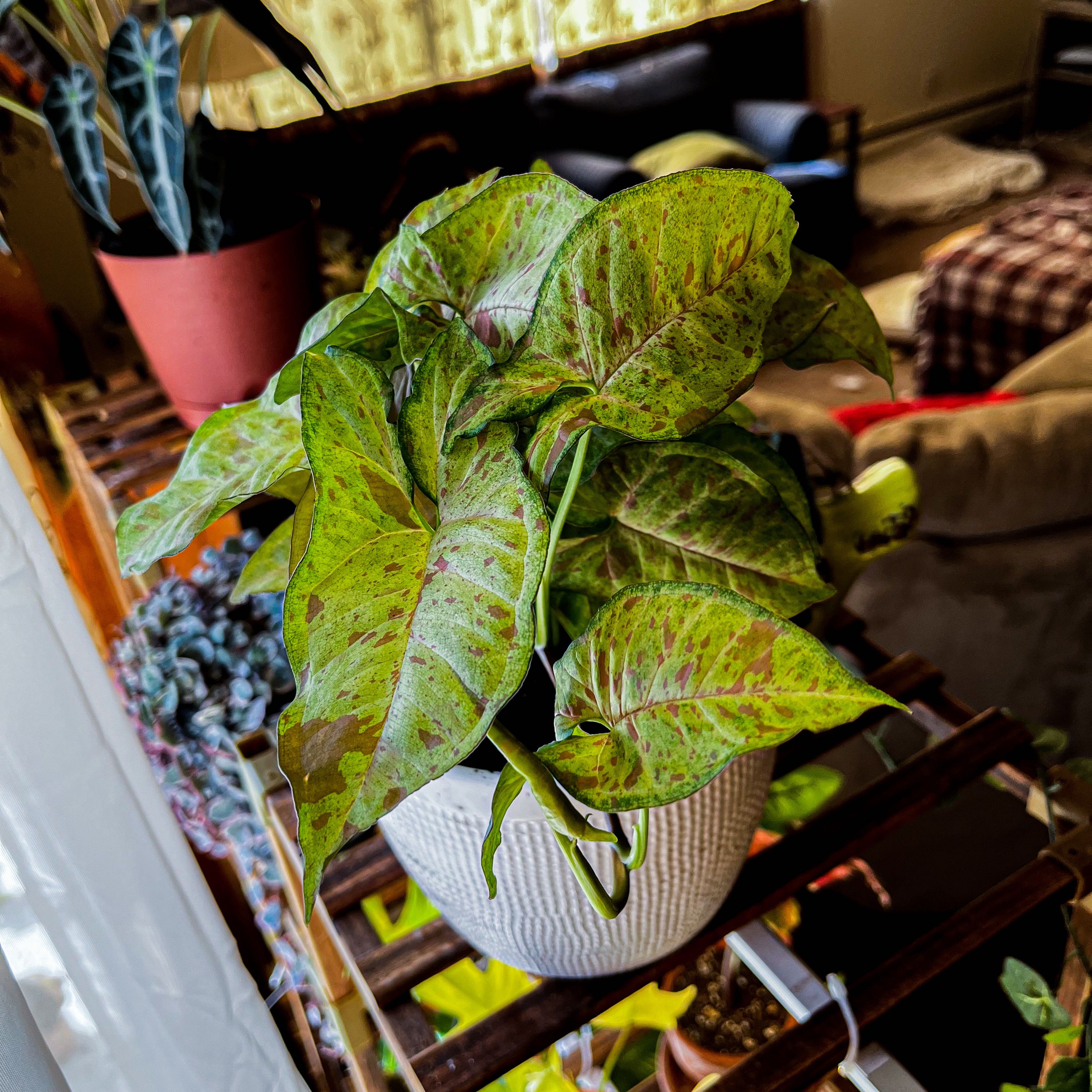 Confetti Syngonium plant in a white pot with healthy green and pinkish leaves.