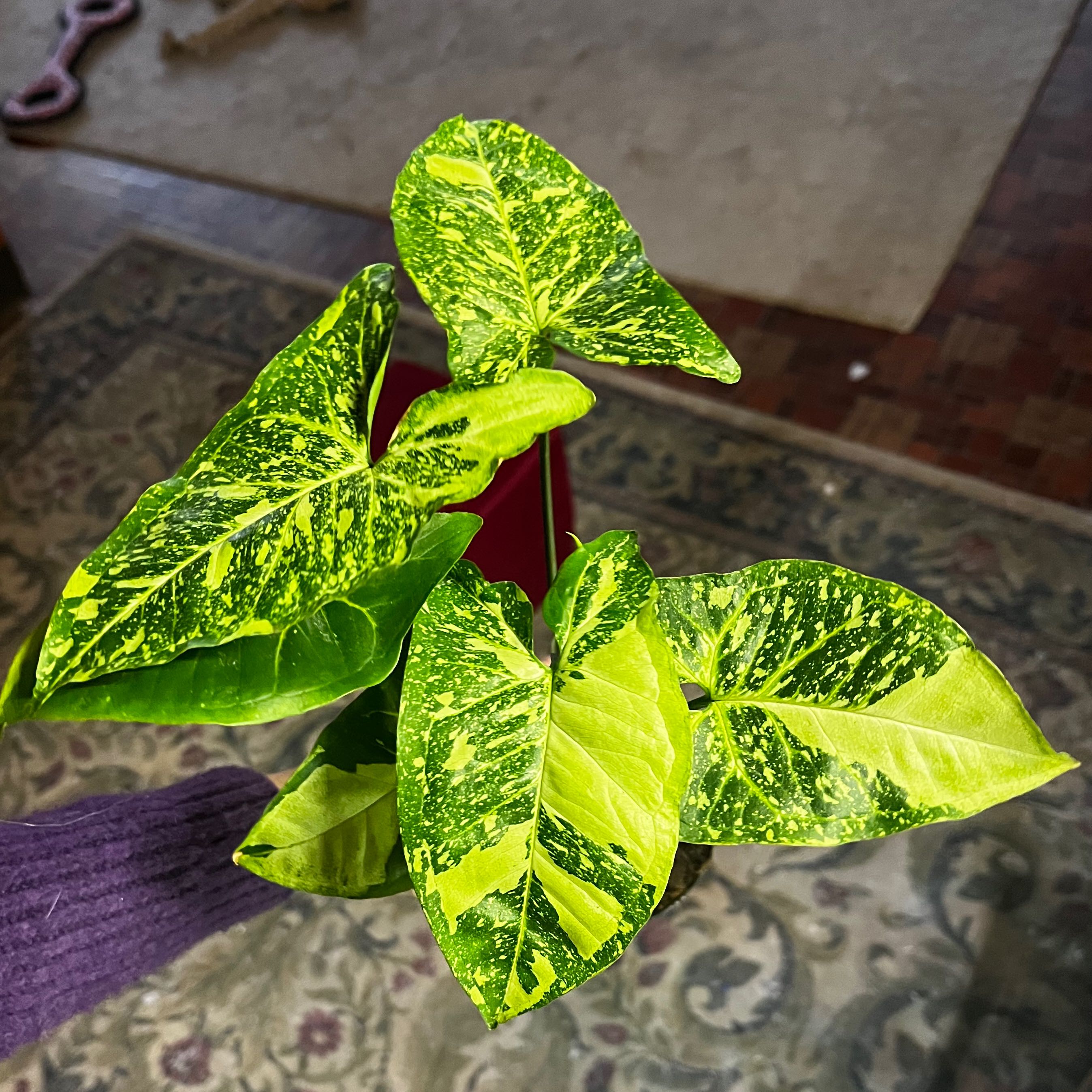 Syngonium Panda plant with variegated green and yellow leaves, held by a hand.