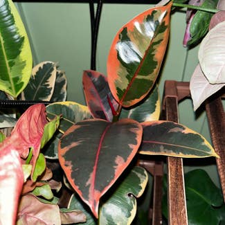 Ficus 'Ruby' plant in Fort Collins, Colorado