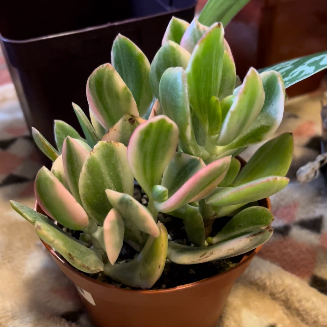 Variegated Jade plant in a small pot with green and pink leaves.