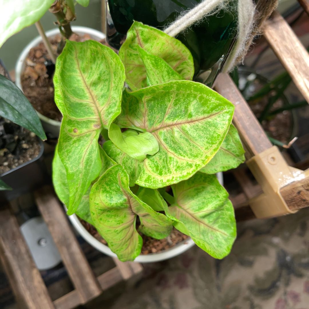 Syngonium 'Berry' plant with vibrant green leaves and pinkish veins in a pot.