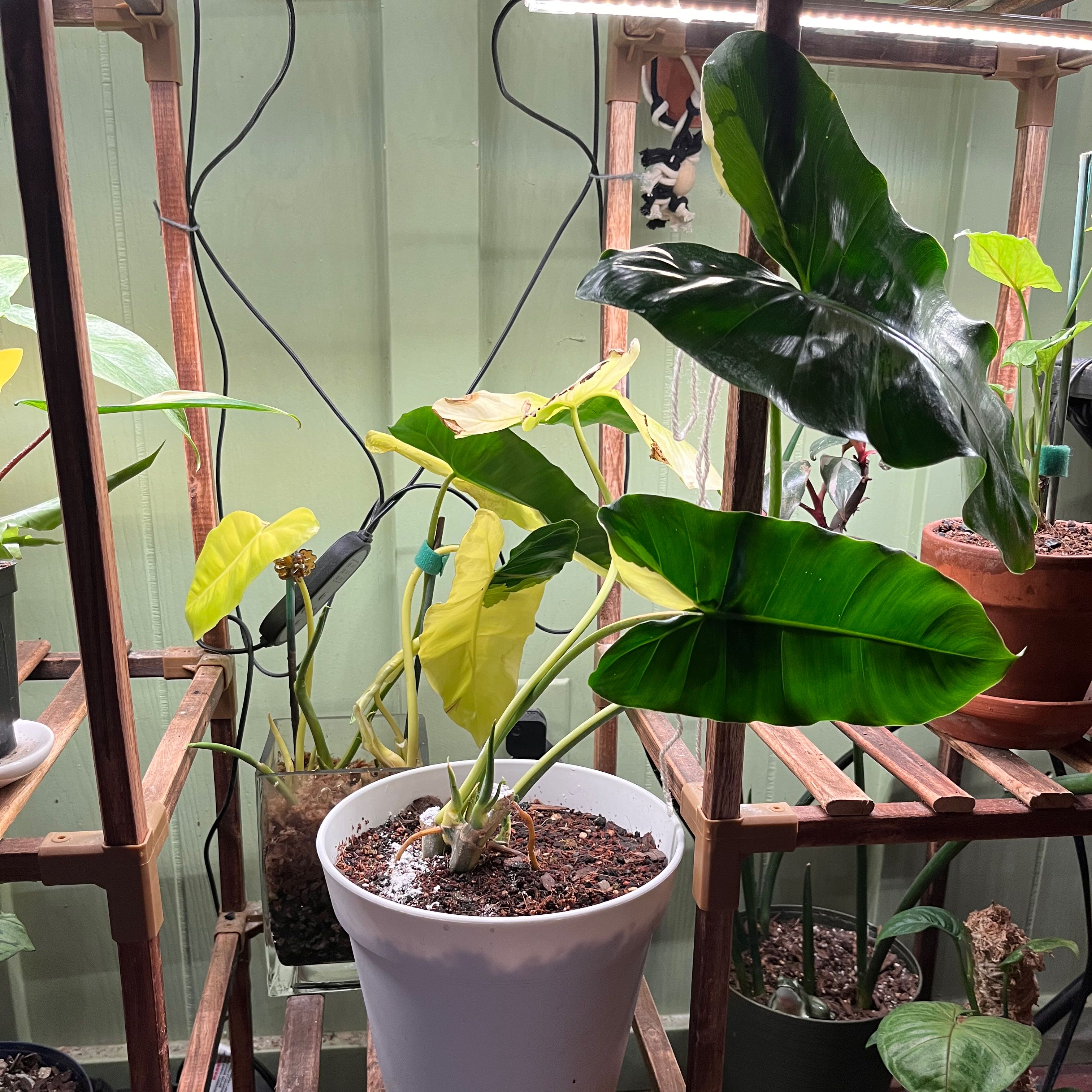 Burle Marx Variegata plant with variegated leaves in a white pot under grow lights.