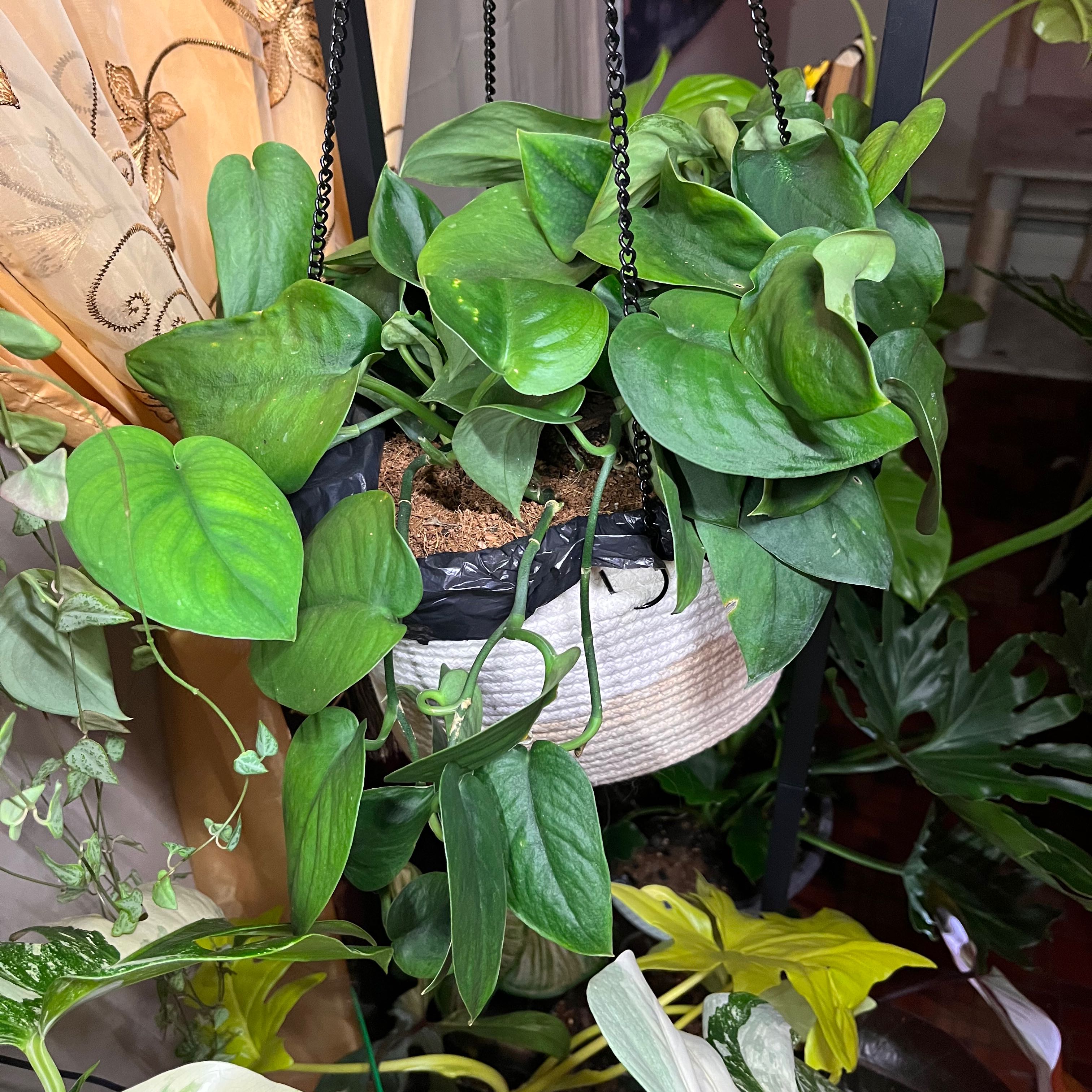 Healthy Jade Satin Pothos plant in a hanging pot with vibrant green leaves.
