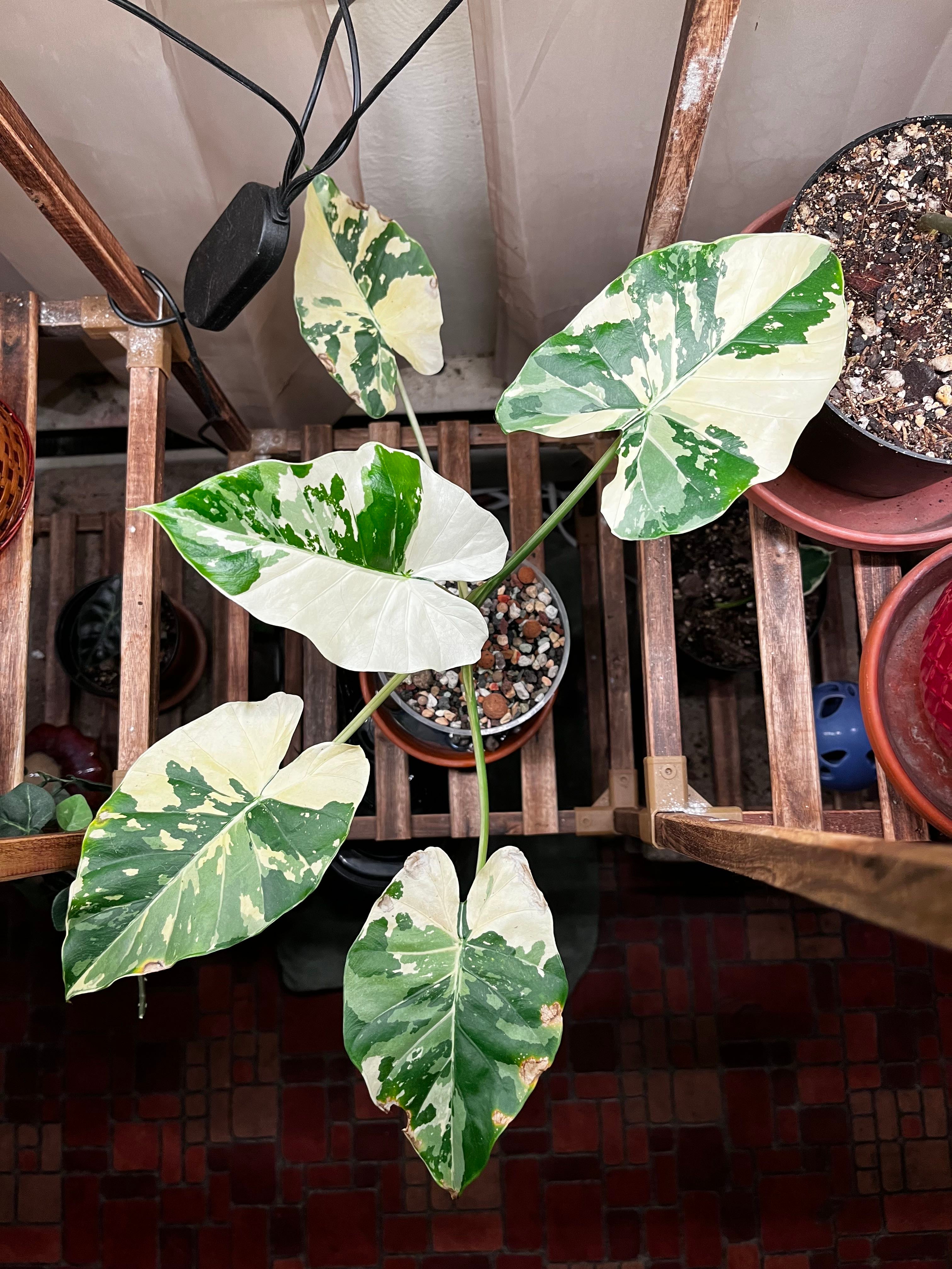 🐘 4 Key Dates for Planting Variegated Dwarf Elephant Ear