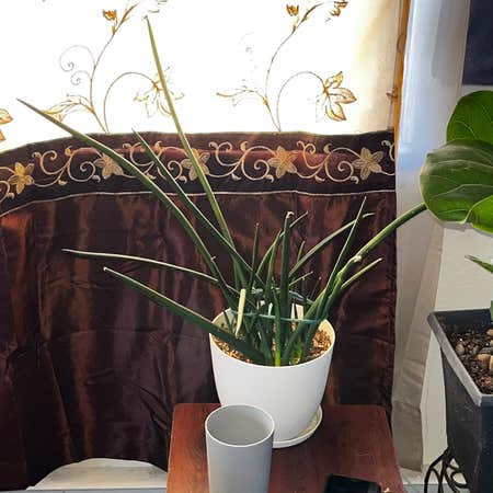 Photo of the plant species Canaliculate Snake Plant by @AroidApothecary named Little Finger on Greg, the plant care app