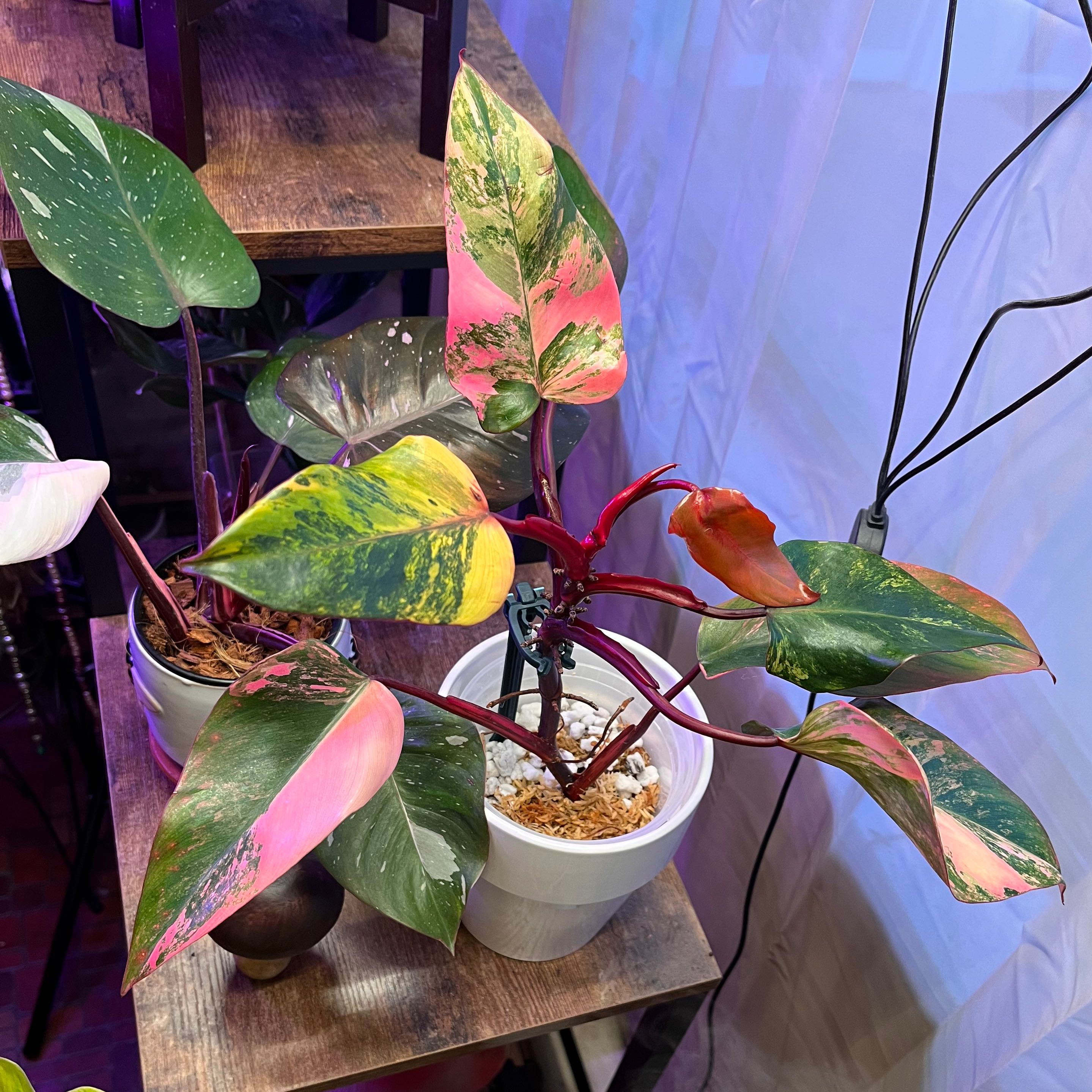 Strawberry Shake Philodendron with variegated leaves in a pot, showing some browning.