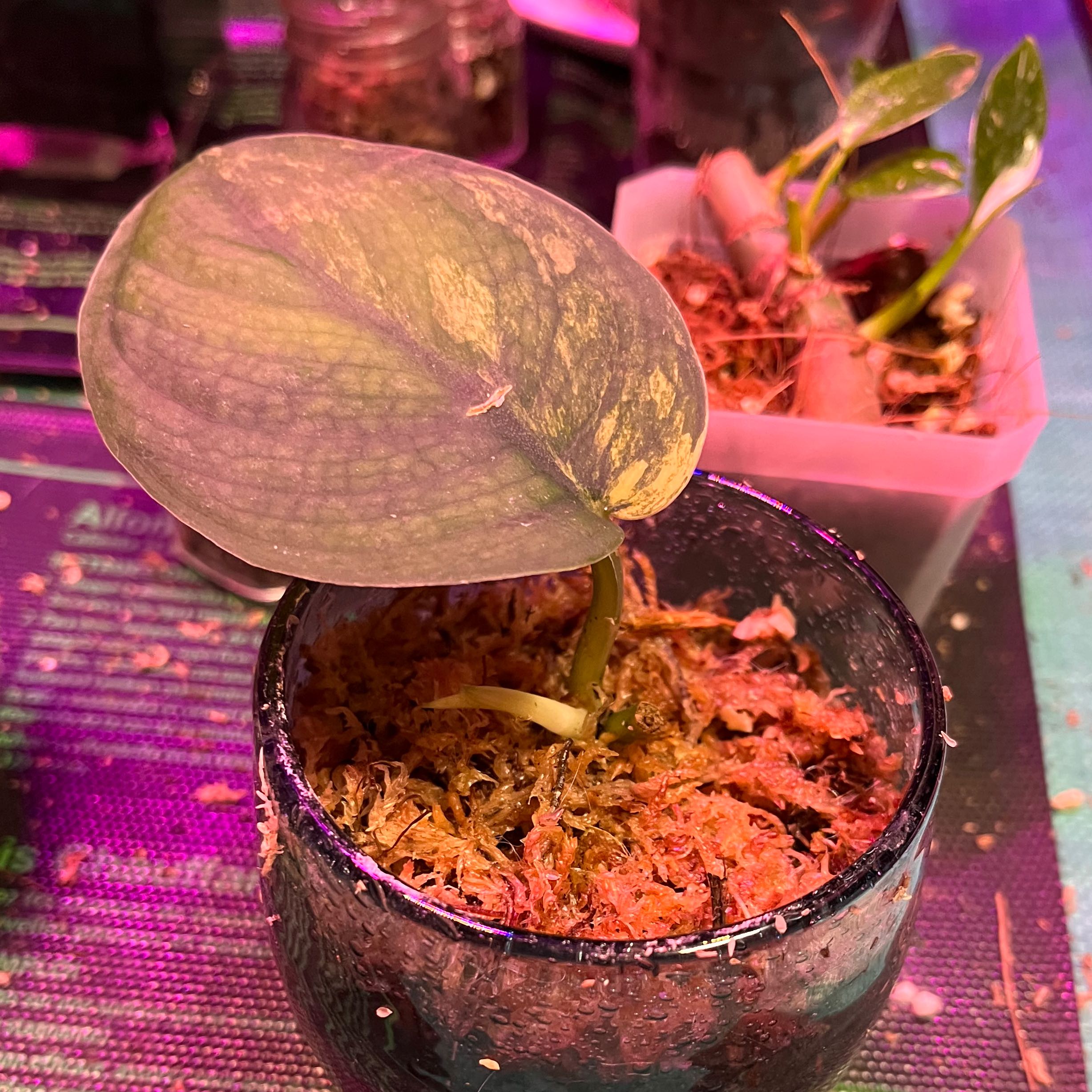 Jade Satin Pothos plant with a single large leaf showing some yellowing, in a pot with visible soil.