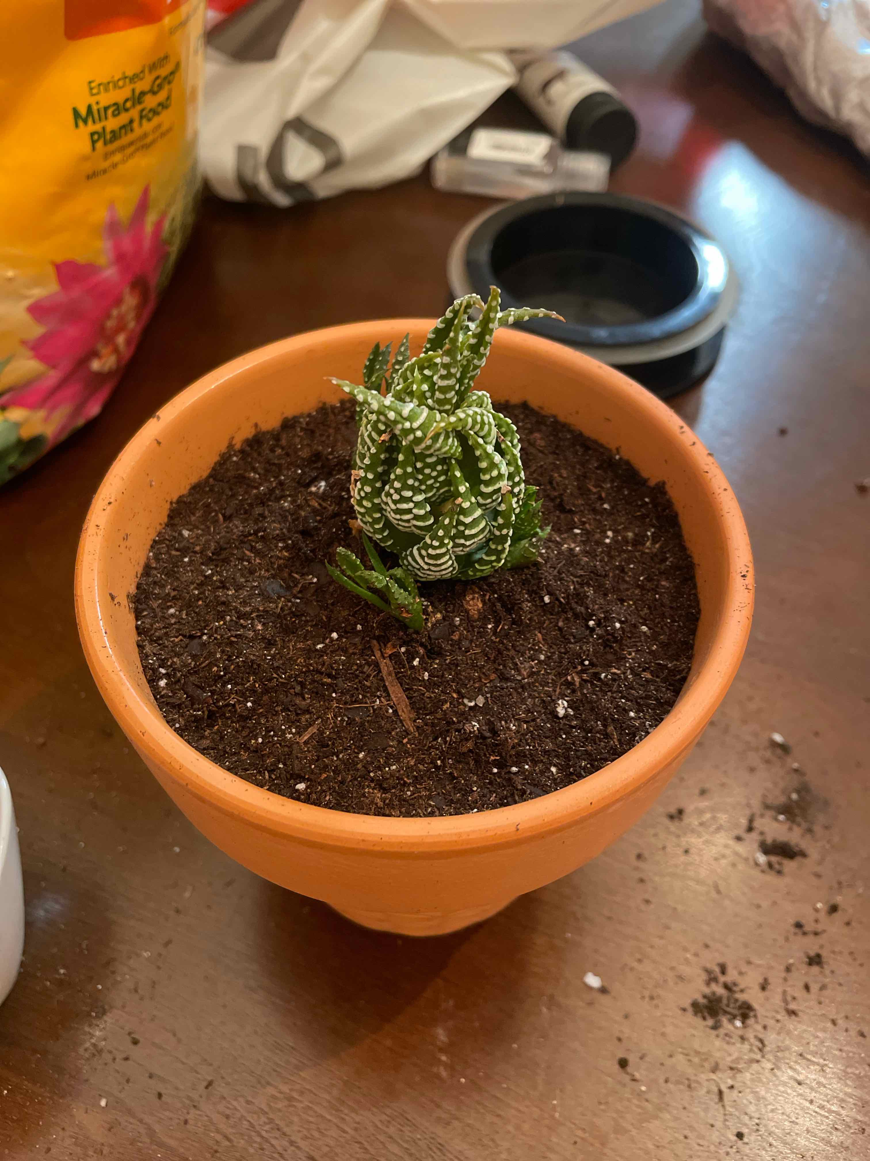 Haworthiopsis coarctata plant in a terracotta pot with visible soil.