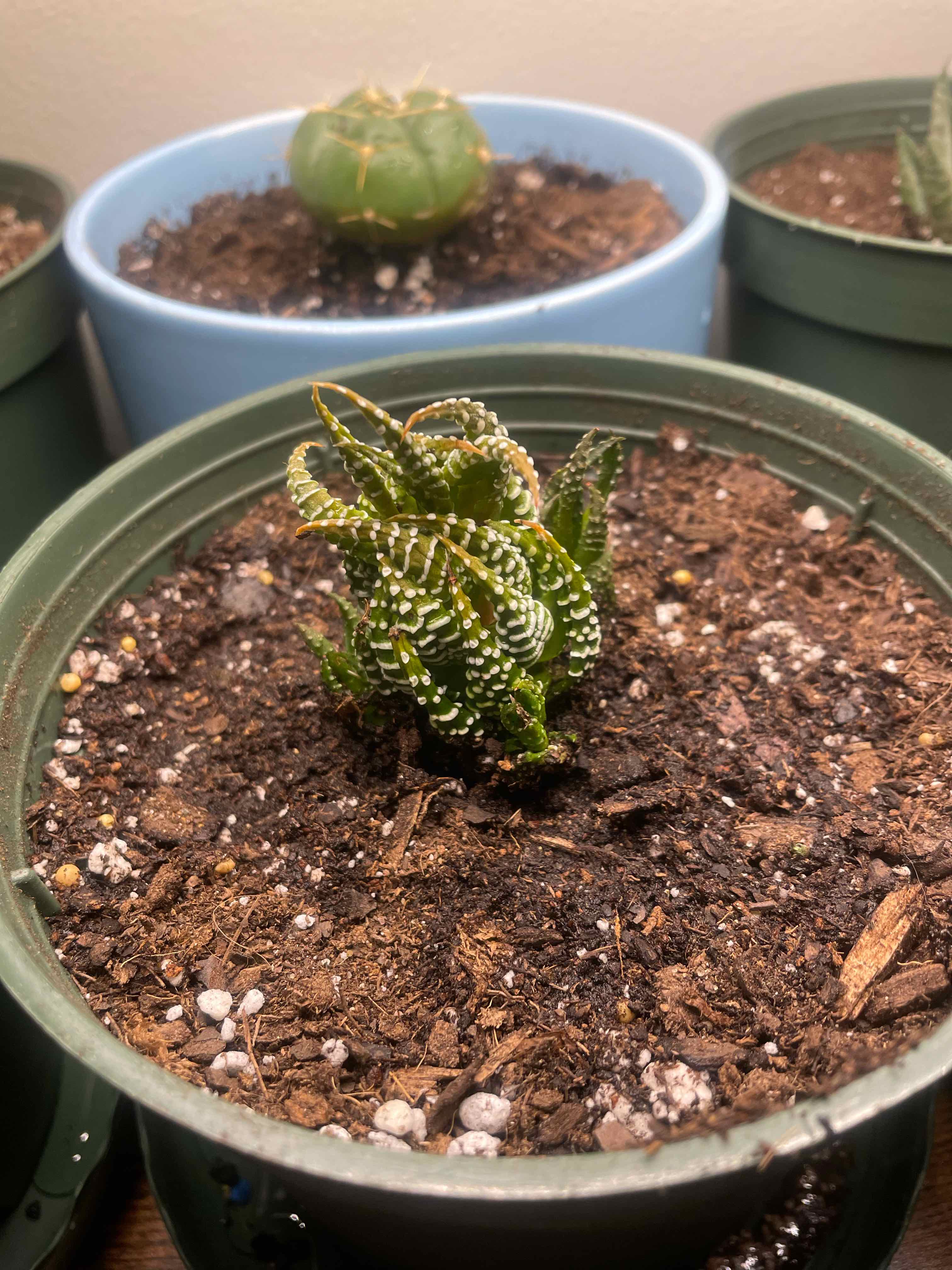 Haworthiopsis coarctata plant in a pot with visible soil, well-framed and focused.