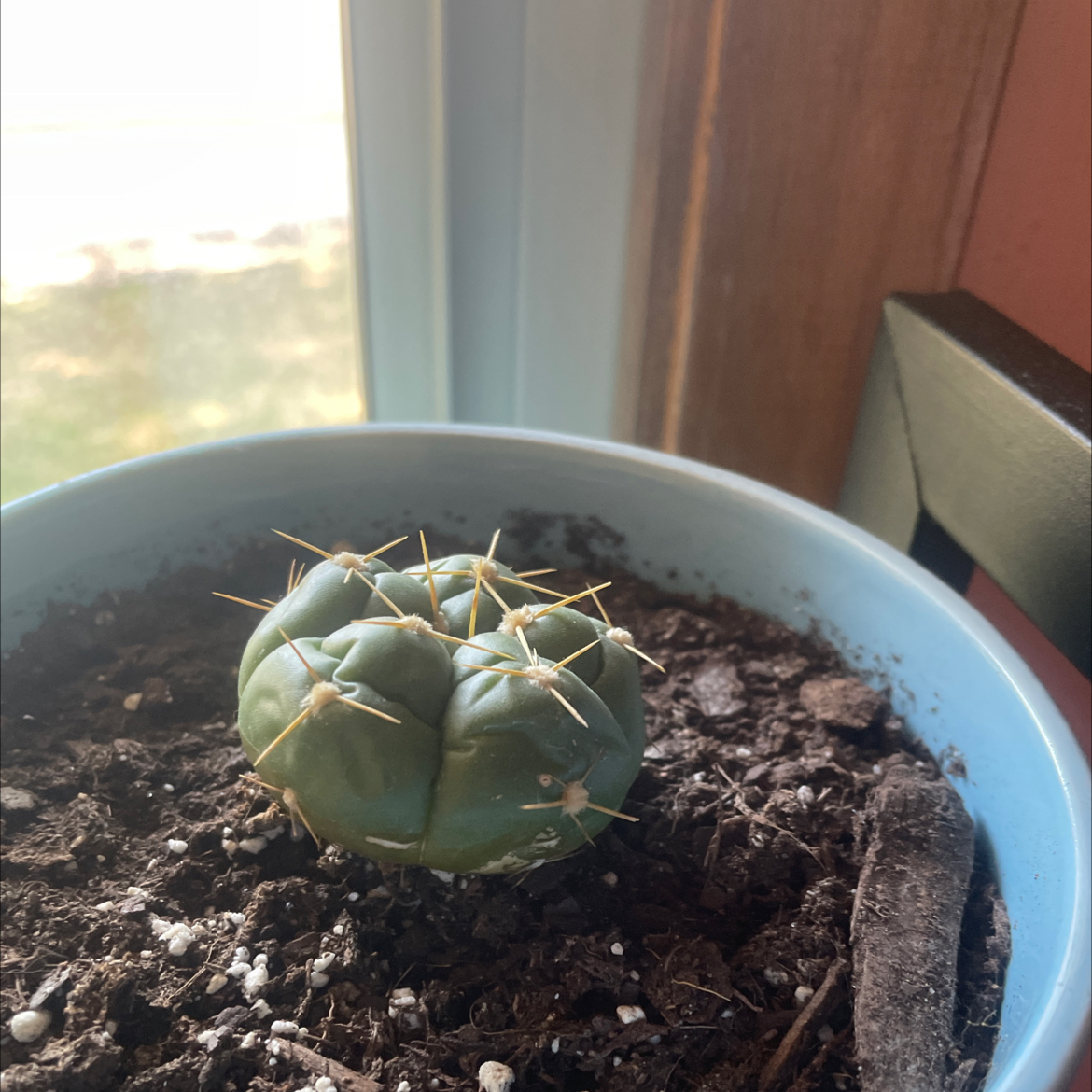 Photo of the plant species Sider Cactus by @Plantkiller named Newman on Greg, the plant care app