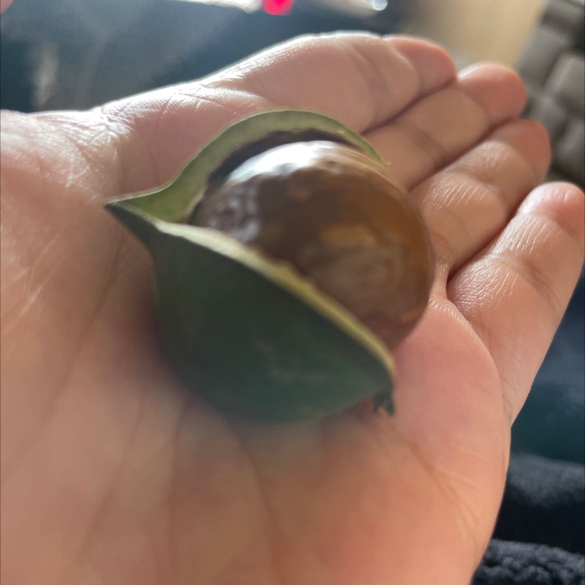 Hand holding a European Horse-Chestnut seed within its husk.
