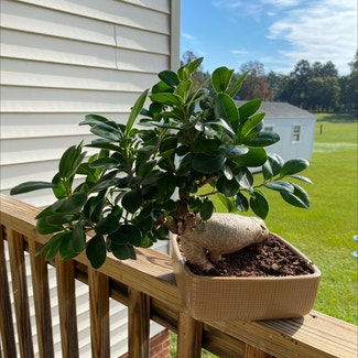 Ficus Ginseng plant in Gilbert, South Carolina