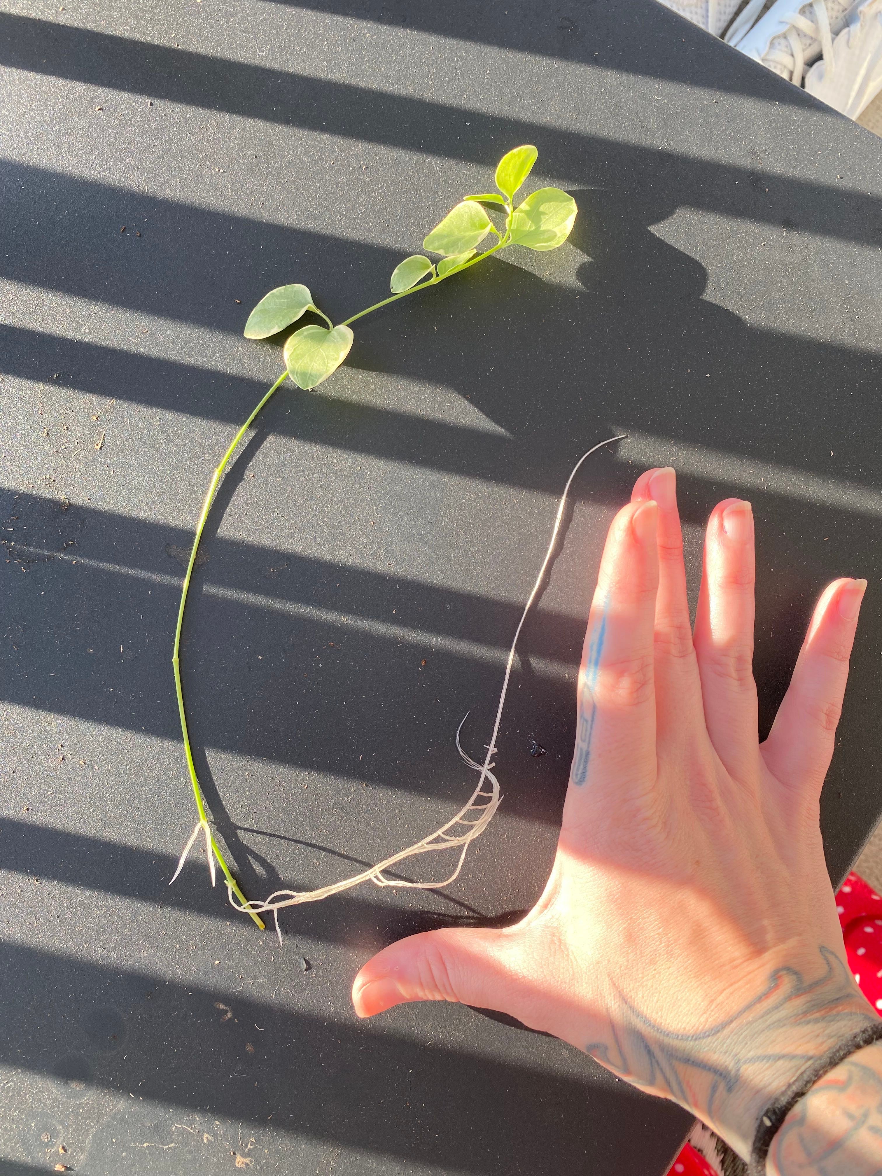 Vinca Vine Variegated Plant Care Water, Light, Nutrients Greg App 🌱