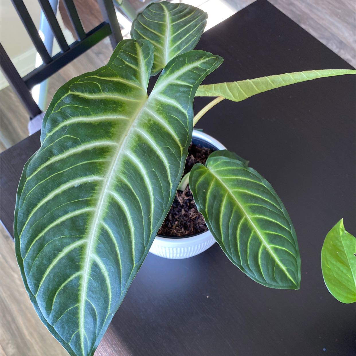 Caladium lindenii 'Magnificum' plant with large, dark green leaves and white veins in a pot.