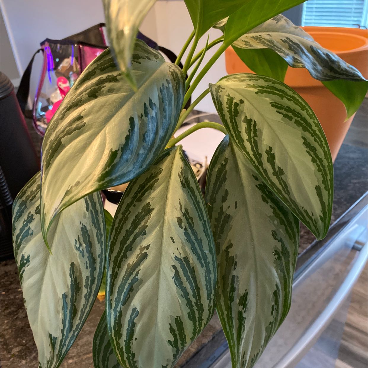 Photo of the plant species Emerald Bay Chinese Evergreen by @saatwood named Monet on Greg, the plant care app