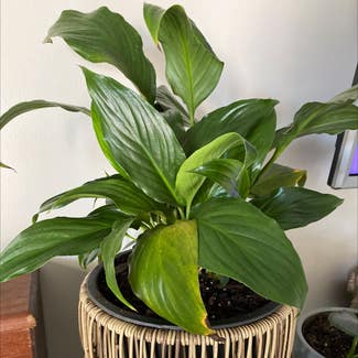 Peace Lily plant in Gilbert, South Carolina
