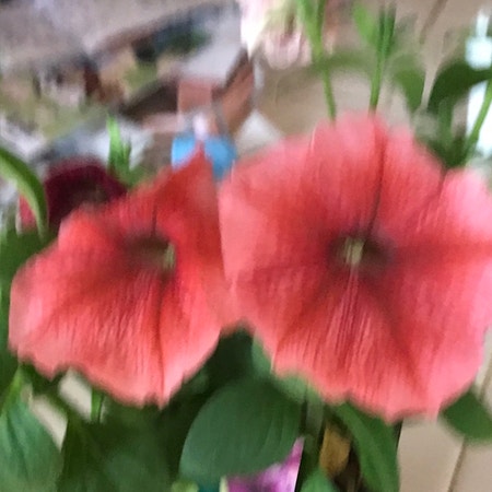 Photo of the plant species Wild Petunia by A4oreluhvs named Petunia on Greg, the plant care app