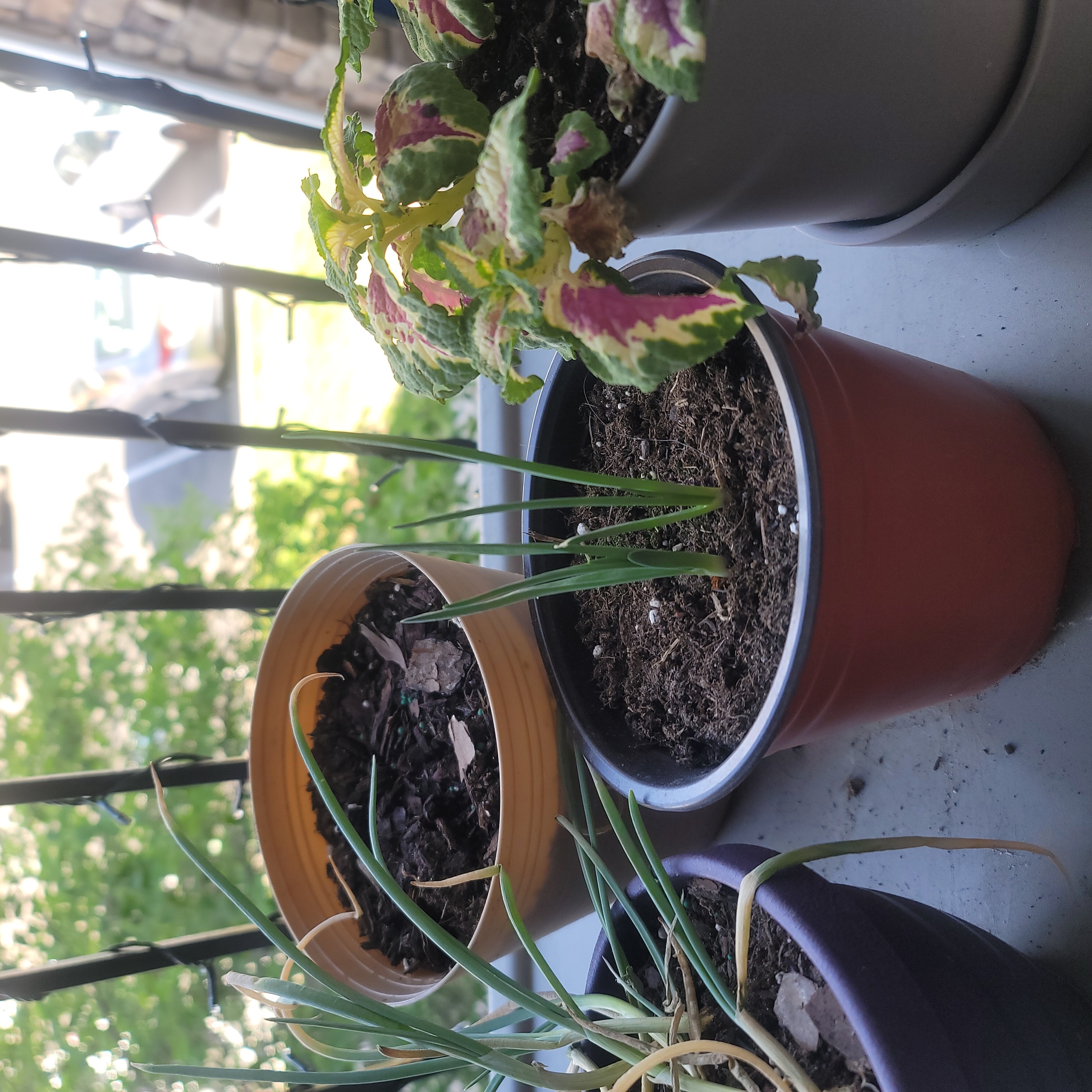 Multiple potted plants on a balcony, with the main subject being a Globe Onion plant.