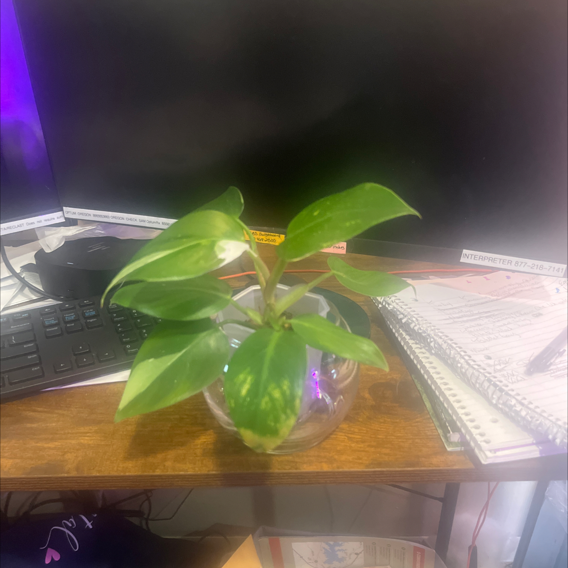 Photo of the plant species Tricolor White Princess by @Lolaslove named ChloroPhil on Greg, the plant care app