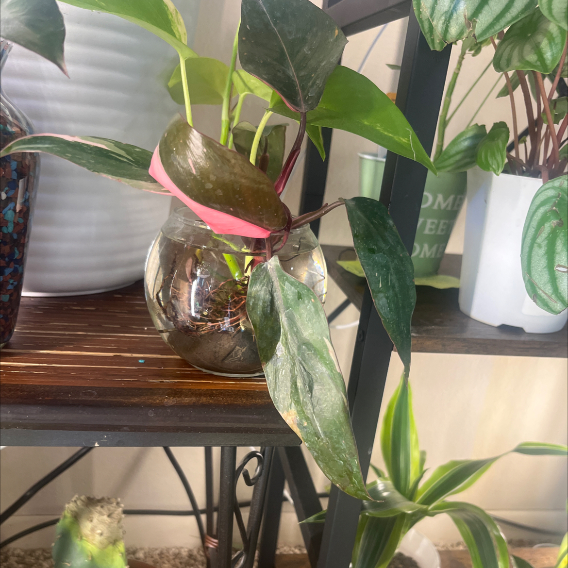 Photo of the plant species Philodendron 'Black Cherry' by @Lolaslove named Black Cherry on Greg, the plant care app