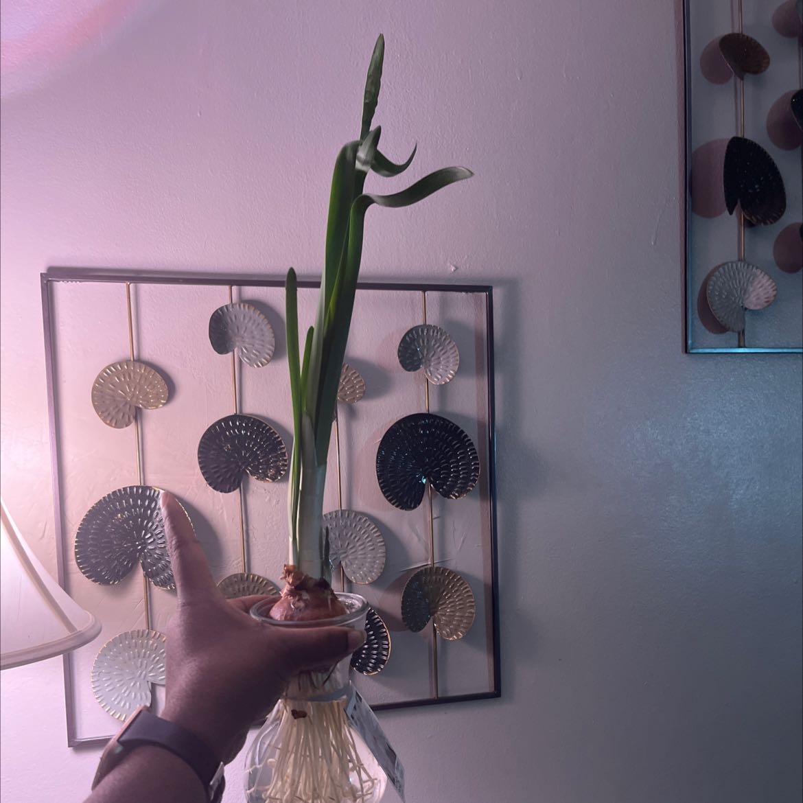 Paperwhite plant with green leaves and visible roots, held by a hand.