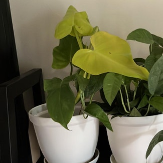 Philodendron Gold Violin plant in New York, New York