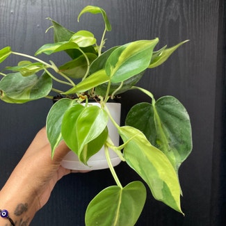 Brazil Philodendron plant in New York, New York