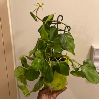 Brazil Philodendron plant in New York, New York