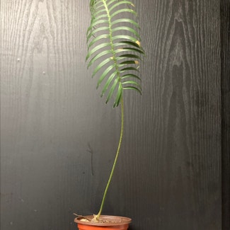 None plant in New York, New York