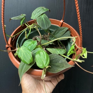 Philodendron Micans plant in New York, New York