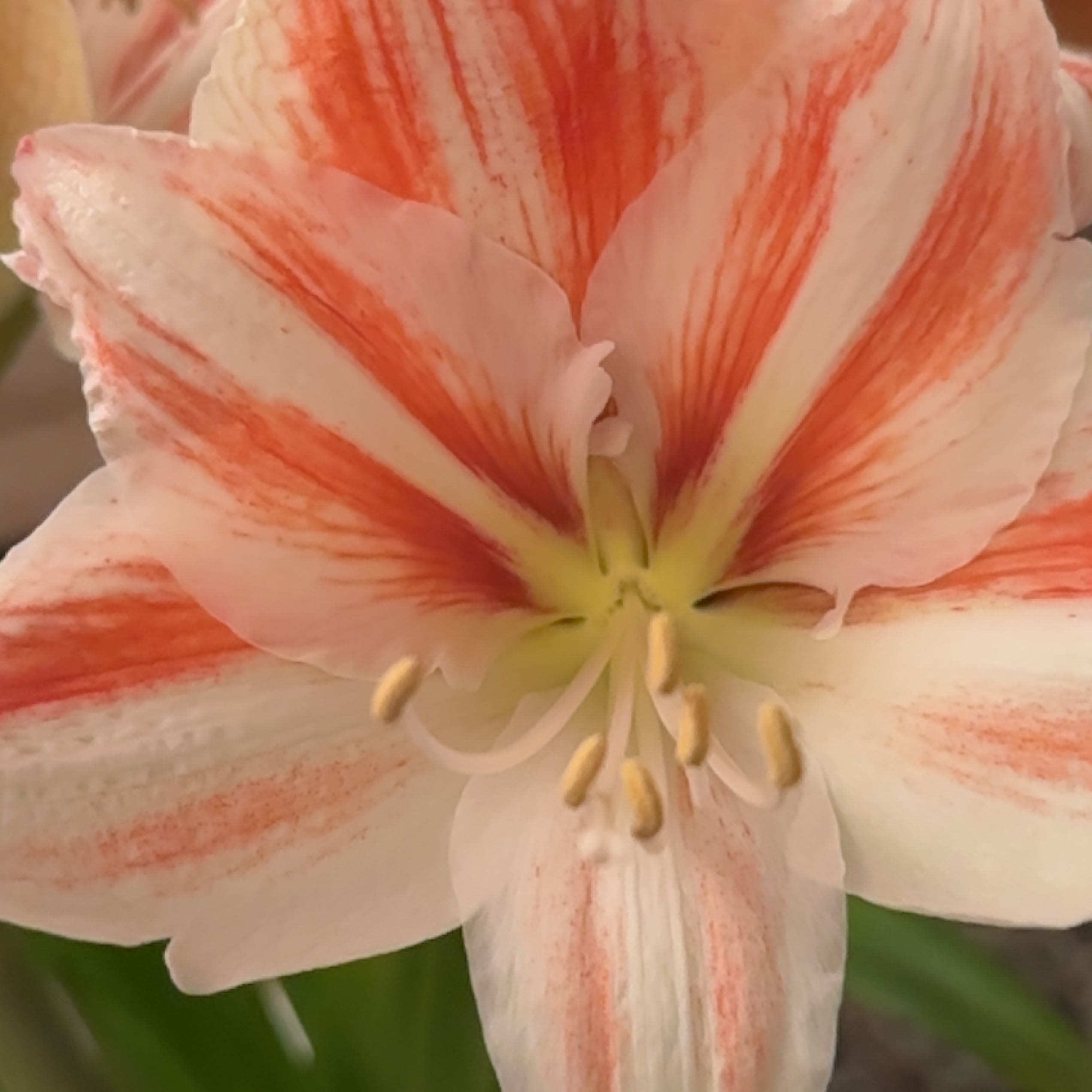 Close-up of a healthy Orange Lily flower with vibrant orange and white petals.