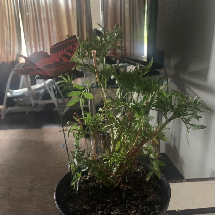 Potted African Marigold with some yellowing and browning leaves, visible soil, and a decorative butterfly stake.