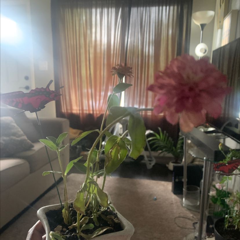 Potted Common Zinnia plant with flowers, yellowing and browning leaves, held by a hand indoors.