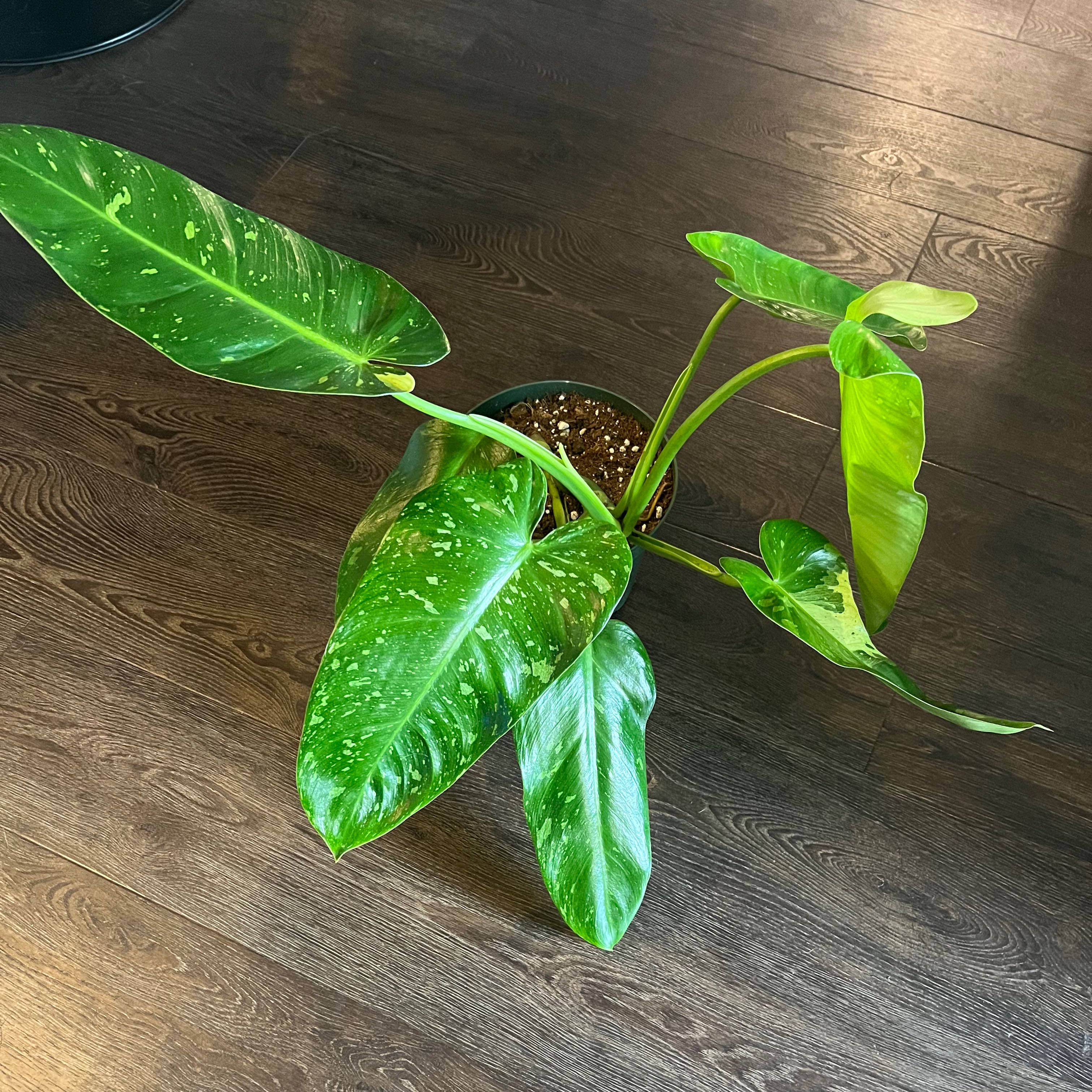 Philodendron 'Jose Buono' plant with variegated leaves in a pot on a wooden floor.
