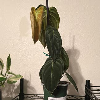 Black Gold Philodendron plant in Kapolei, Hawaii