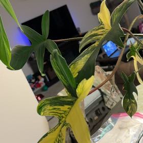 Photo of the plant species Variegated Florida Beauty Philodendron by @Eryss named Oscar on Greg, the plant care app