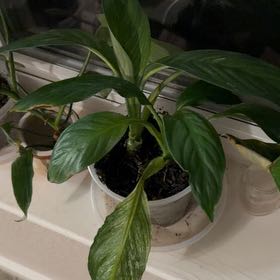 Photo of the plant species Sensation Peace Lily by @Eryss named Sensation on Greg, the plant care app