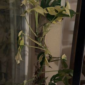 Photo of the plant species Variegated Swiss Cheese Plant by @Eryss named Mando on Greg, the plant care app