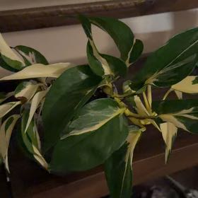 Photo of the plant species Mutant Manjula Pothos by @Eryss named Mutant on Greg, the plant care app
